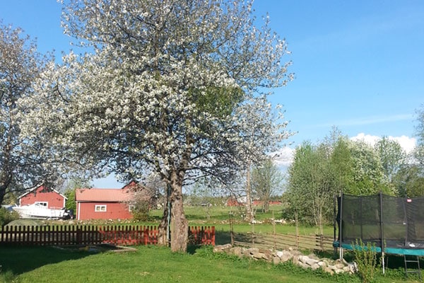 blommande vårträd