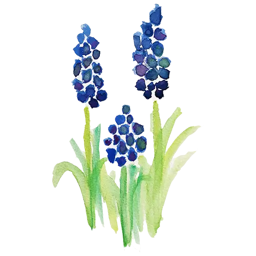 Lupin vårbild